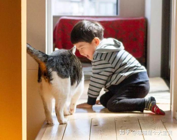 长期养猫的人和不养猫的人,寿命谁更长? - 知乎