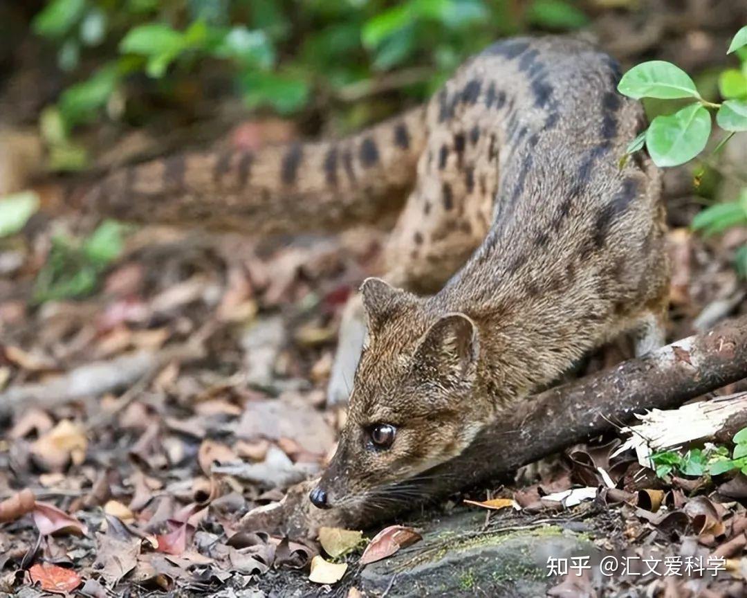 揭秘交配时间最长的马岛缟狸,八小时长交配背后的奥秘!为何如此