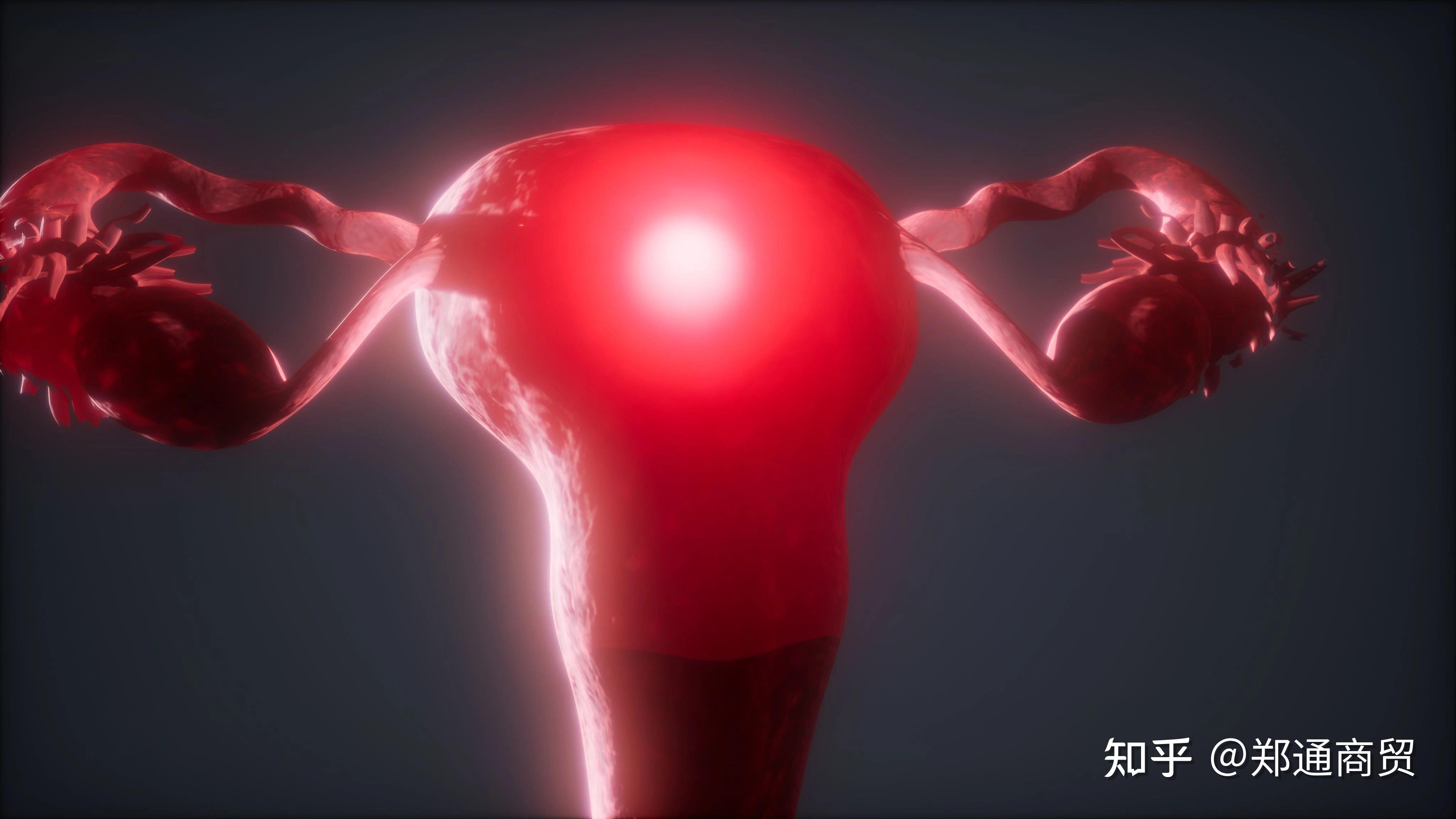 女性生殖器和男性生殖器主要区别是什么？ - 知乎