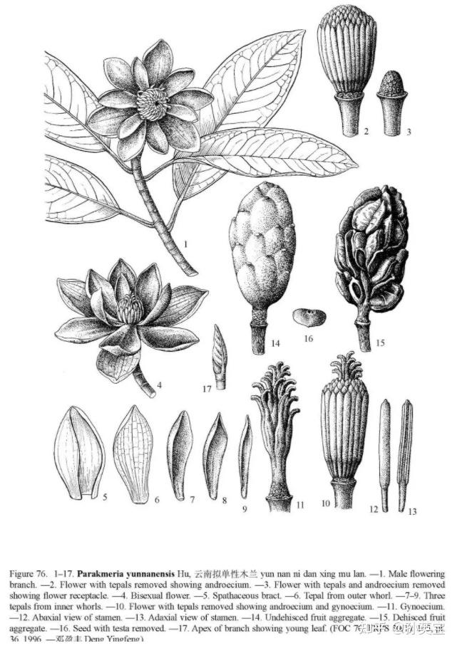 科学绘画被子植物家族的木兰科成员