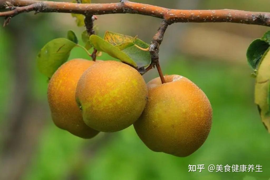 梨的营养价值和功效 - 知乎