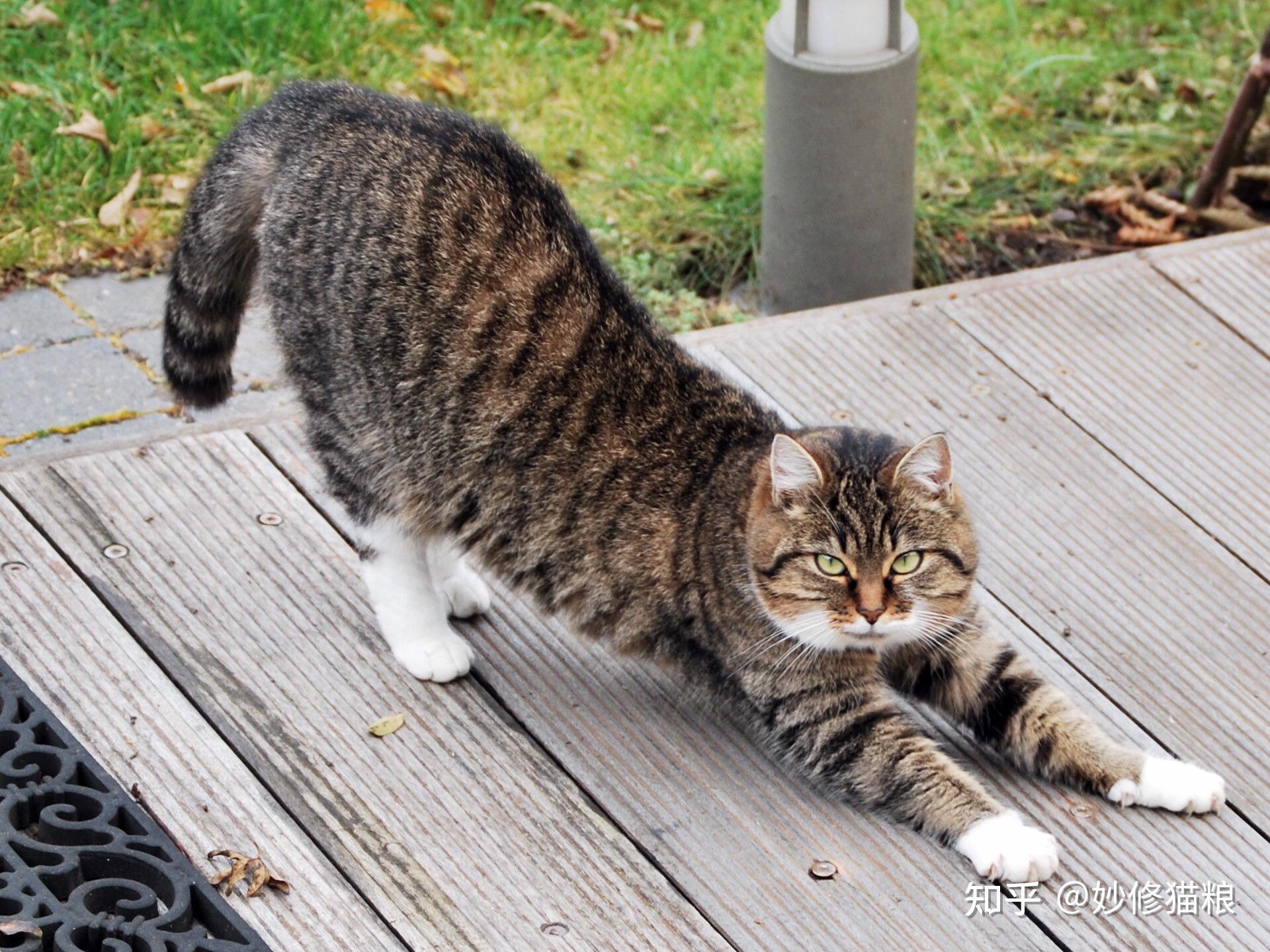 猫“伸懒腰”的几大含义，你都知道哪些呢？ - 知乎