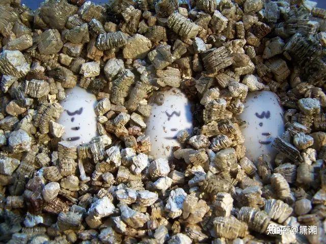 黄缘蛋蛋的孵化