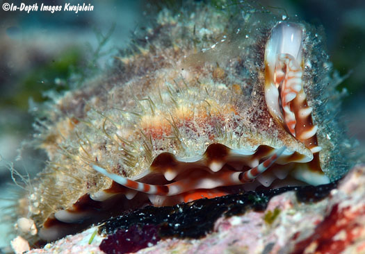 没一处壳正常的扭螺,是怎么长成个棘皮动物样的?