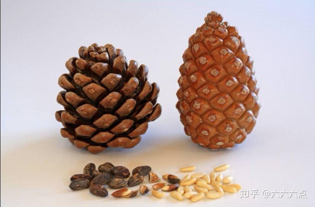 松塔果和松子微观下的叠瓦可能更有趣一些,图片来源见水印洋葱微观