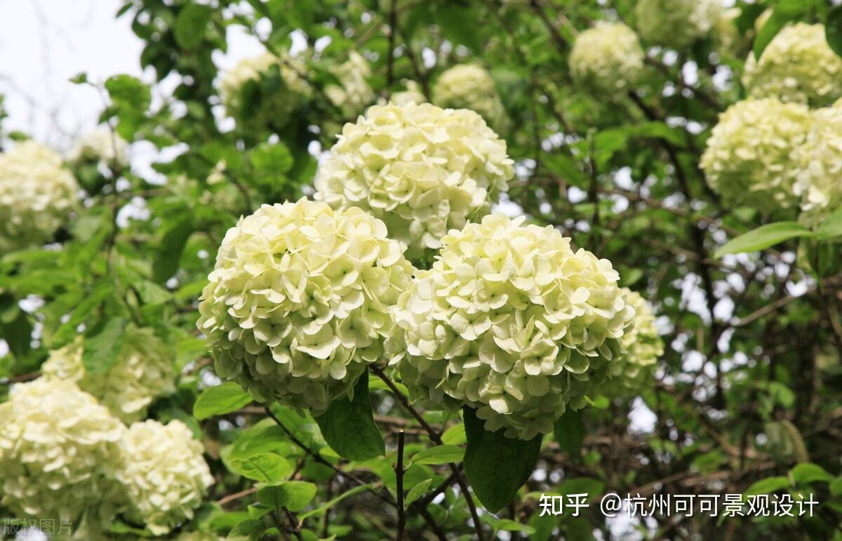 冬天不落叶的爬藤植物 - 知乎