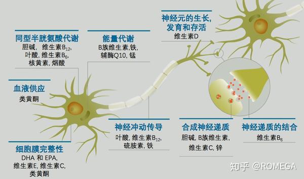 食物是如何影响你的大脑