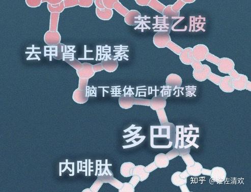 雄酮,双氢睾酮,雌酮,雌二醇,去甲肾上腺素,苯基乙胺,内啡肽,后叶加压