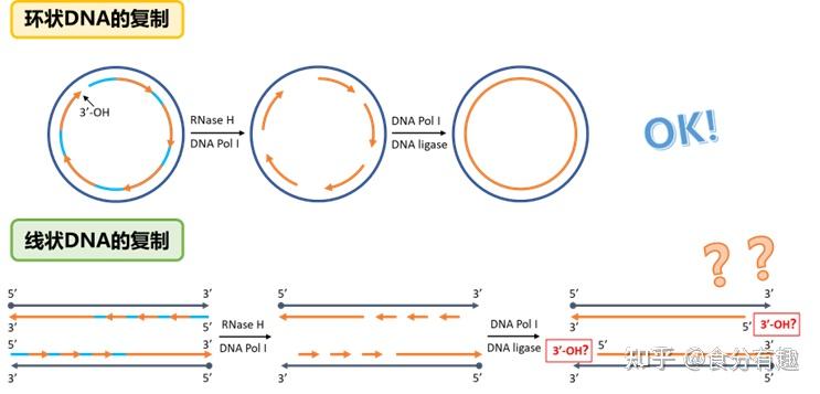 【分子生物学知识点分享】端粒-原来它就是导致衰老的罪魁祸首！ - 知乎