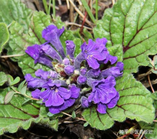 带你识别筋骨草