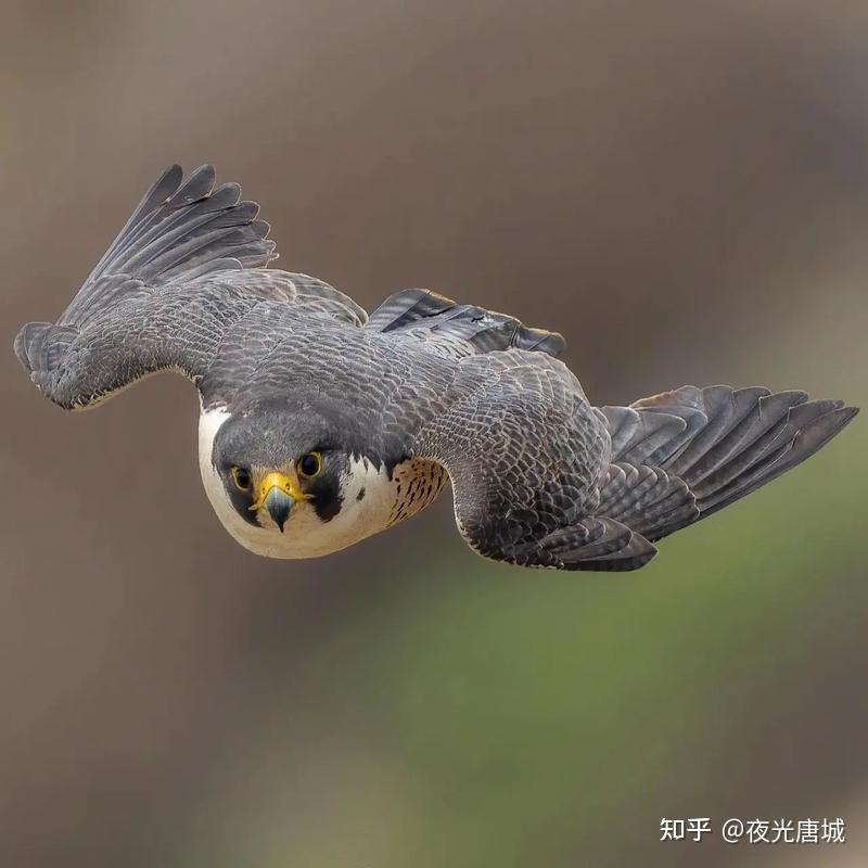 游隼:大自然的俯冲之王,速度一点也不输复兴号高铁,最快的鸟 - 知乎