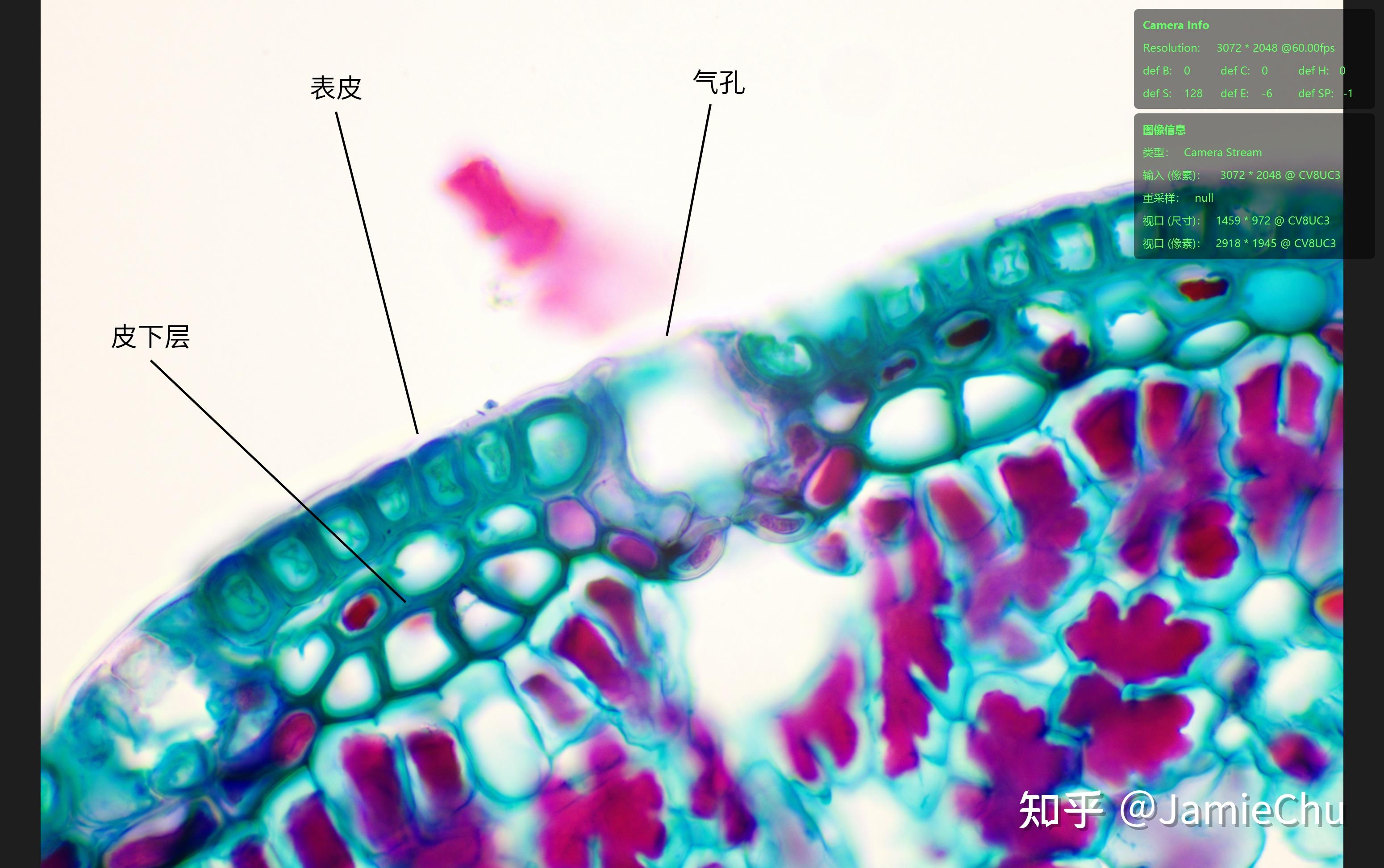 显微观察-松叶横切(裸子叶植物)