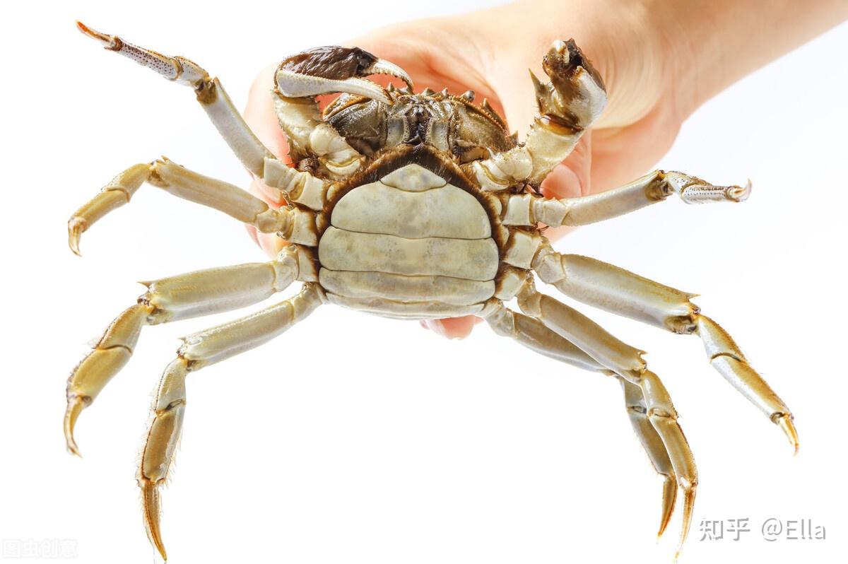 母蟹只有前面两条螯腿上有细细的绒毛,公蟹八条腿上都有绒毛,买螃蟹一