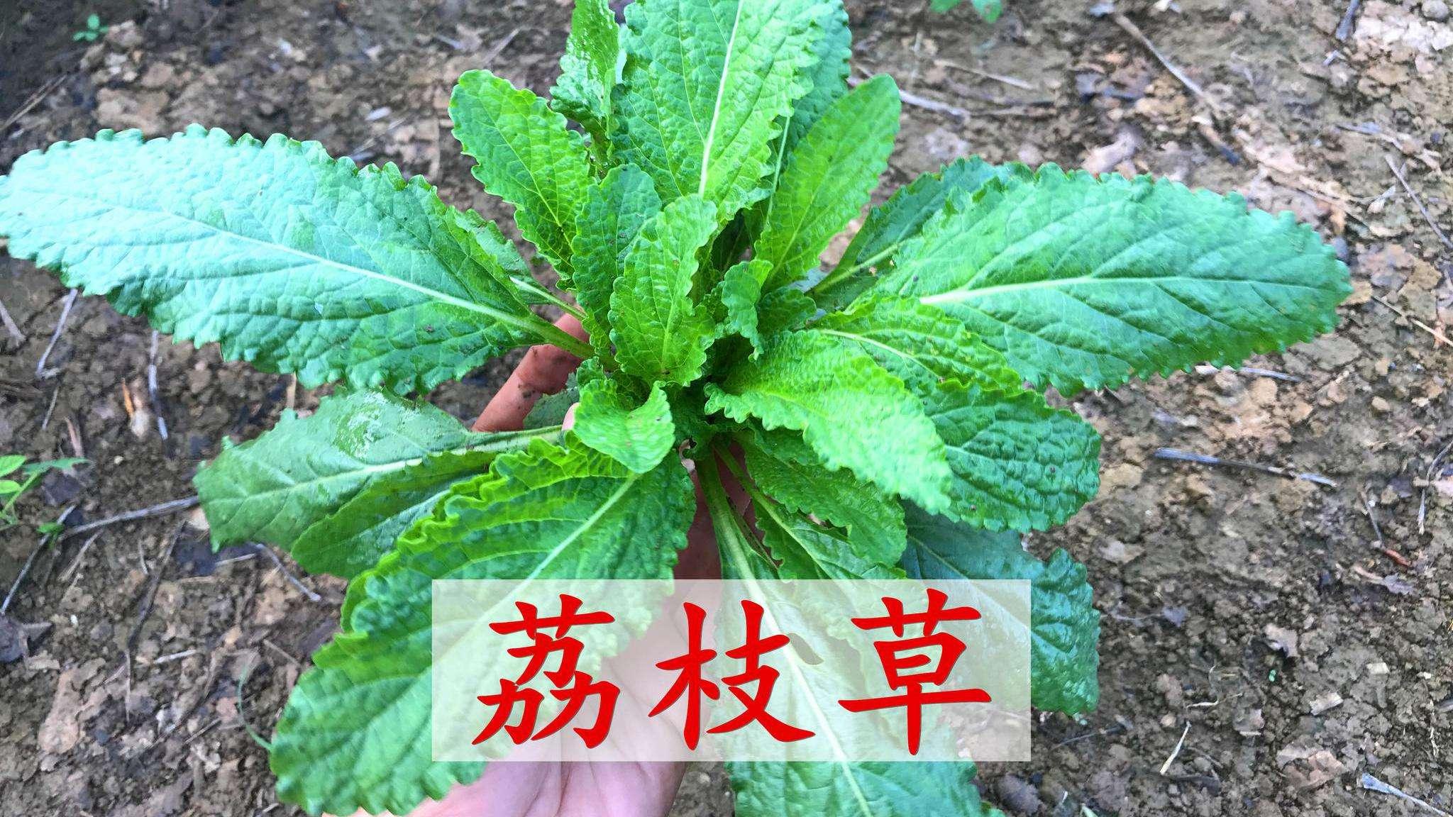 冬季菜园的荔枝草