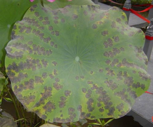 俊辉莲藕常见的六种病虫害的防治办法