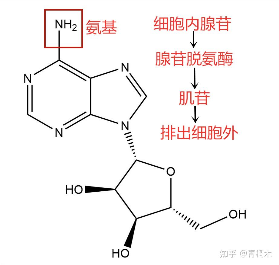 腺苷脱氨酶胸水图片