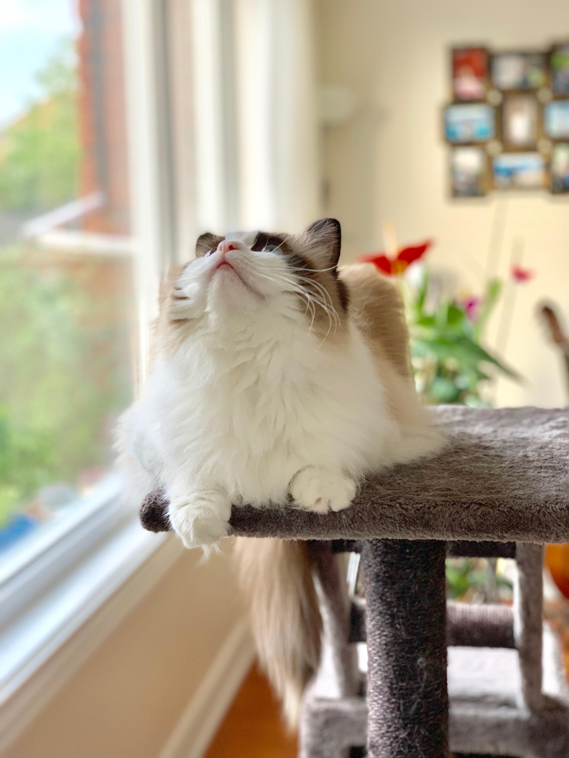 世界上怎么会有猫这么可爱的生物