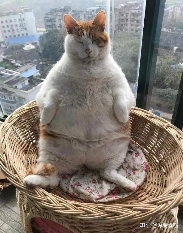 很多网友包括我在内都比较喜欢胖胖的猫,因为胖猫不仅样子可爱,而且抱