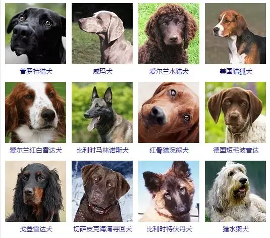 每日一宠:一篇文章让你了解狗的所有种类 - 知乎