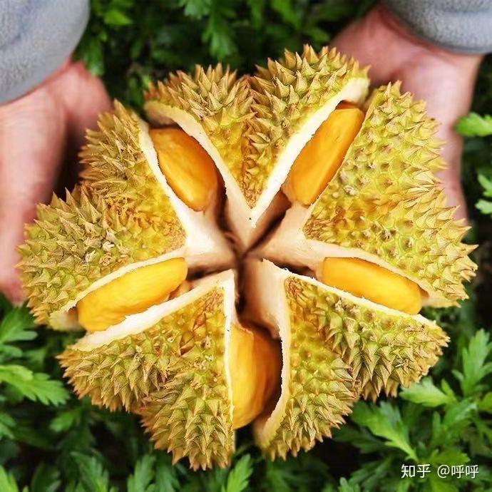 金枕榴莲和猫山王榴莲区别 v2-dcaa2d7d5d34d449e57b638577ae545a_r.jpg