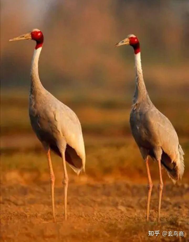 山海经大荒西经图文版分段二十四弇州山鸣鸟