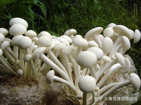 食用菌菌种检测分析大全 - 知乎
