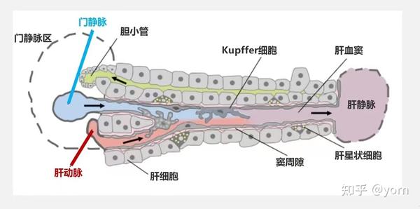 肝门静脉 - 知乎