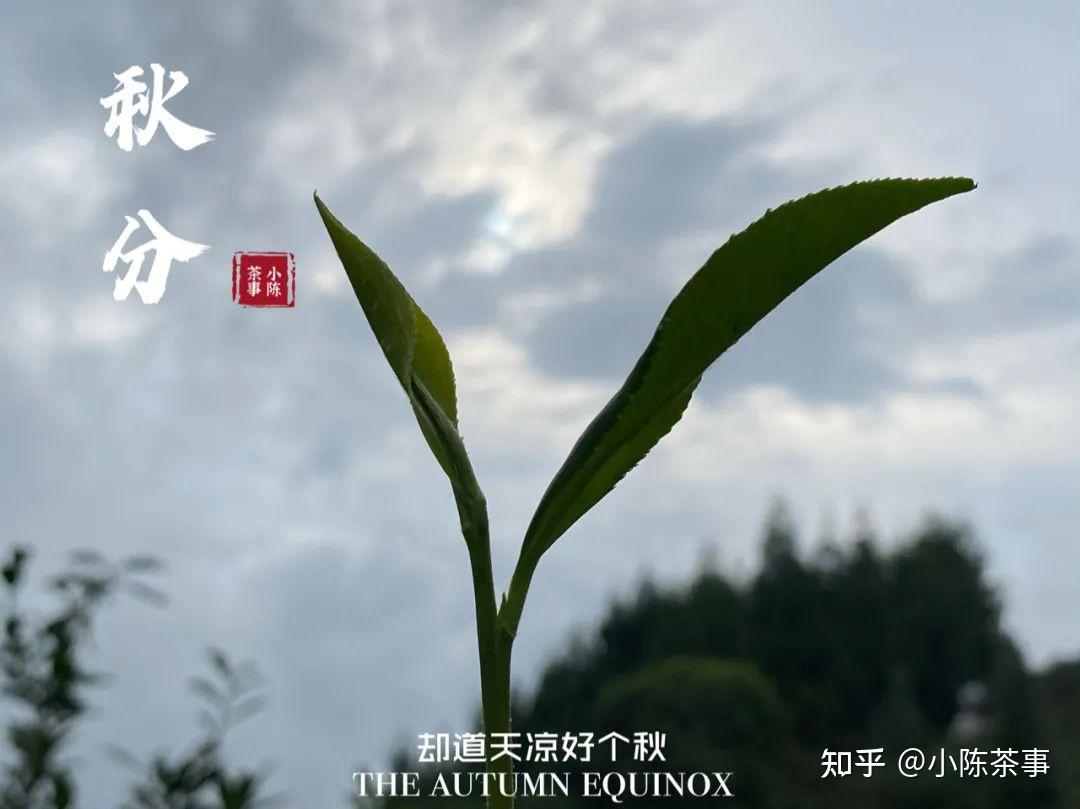 2021年的秋白茶無論白露茶秋分茶寒露茶都有哪些特徵呢