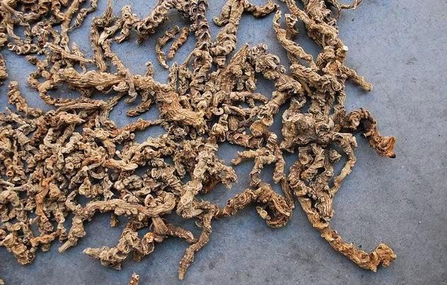 这种野草的根茎市场上600元一斤若在山上见到请你善待它