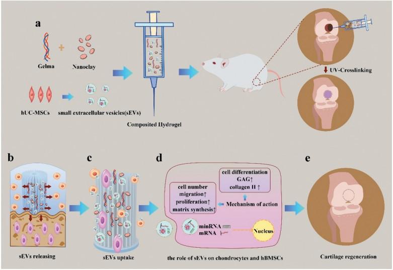 可释放细胞外囊泡的gelma水凝胶用于软骨再生