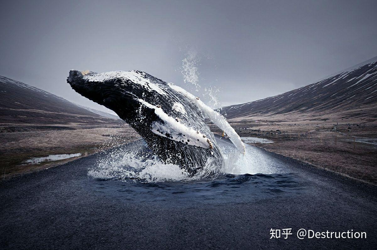鲸鱼摄影图__海洋生物_生物世界_摄影图库_昵图网nipic.com