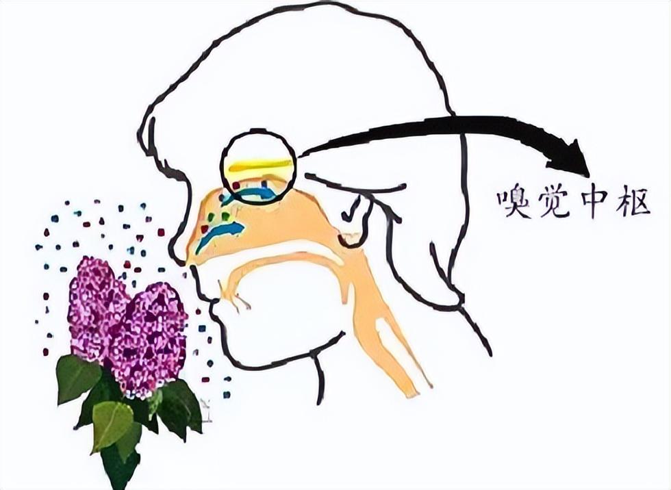 感染新冠后为何味觉嗅觉都没了新研究揭开谜底不是病毒在作怪