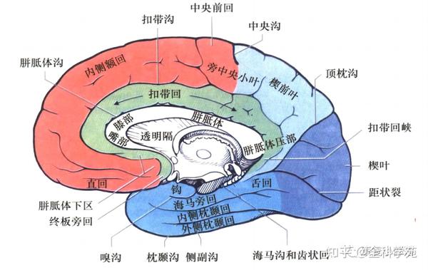 神经功能解剖 - 知乎