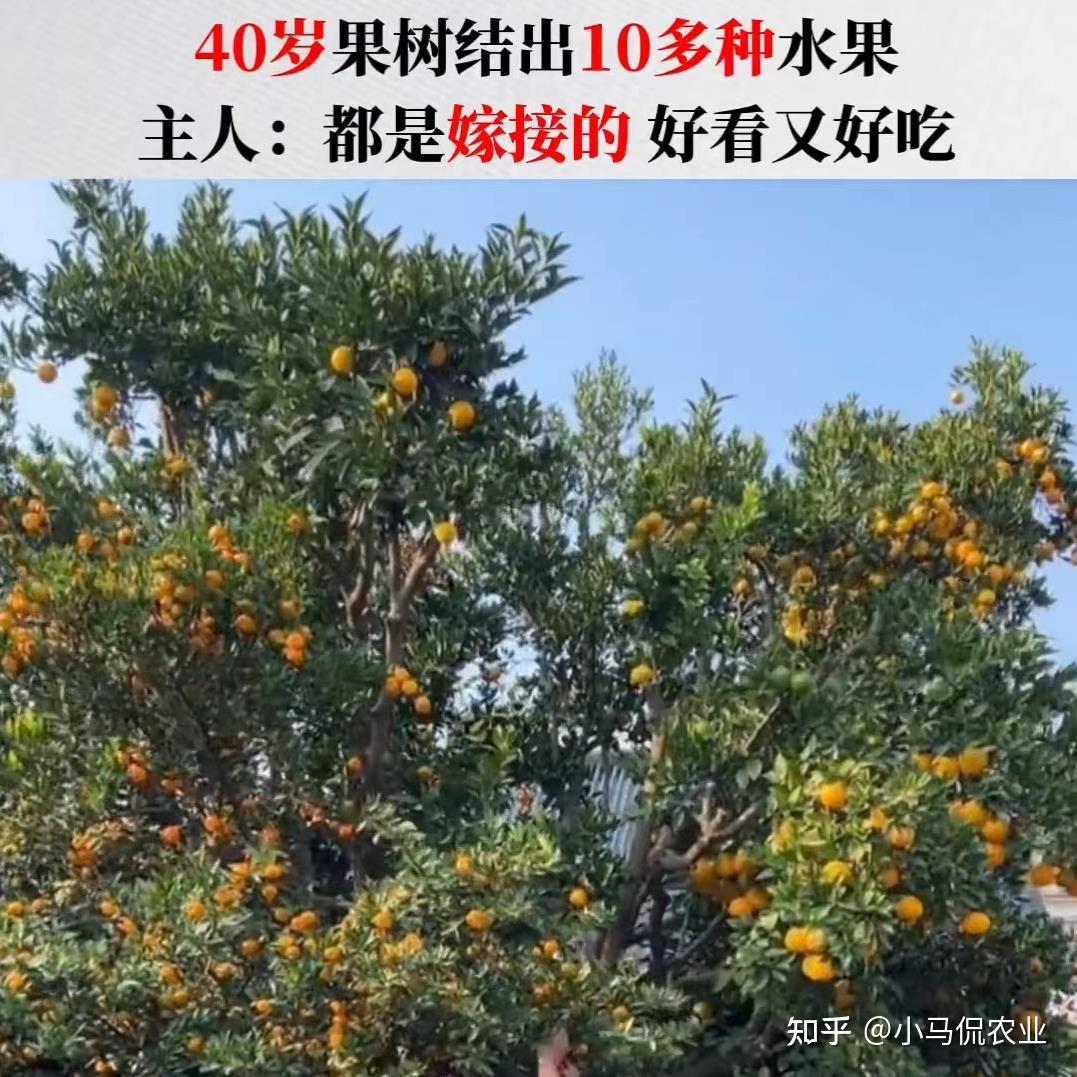40多岁果树结出10多种水果,7旬果农痴迷嫁接,全年吃果不求人 - 知乎