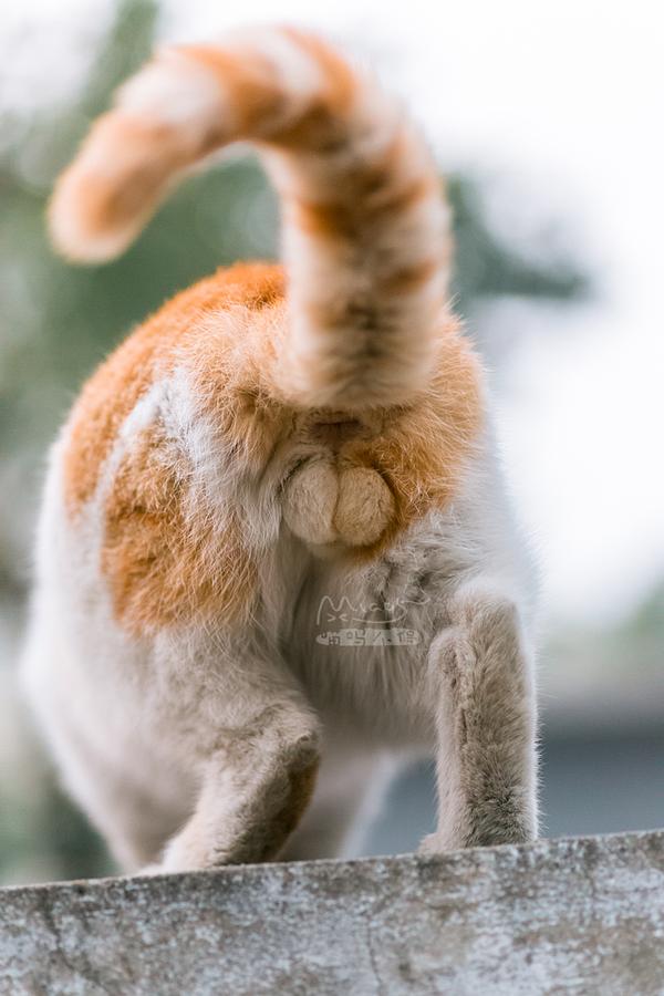 猫蛋,又称金玉,铃铛,毛桃等,岛国爱之者若鹜.