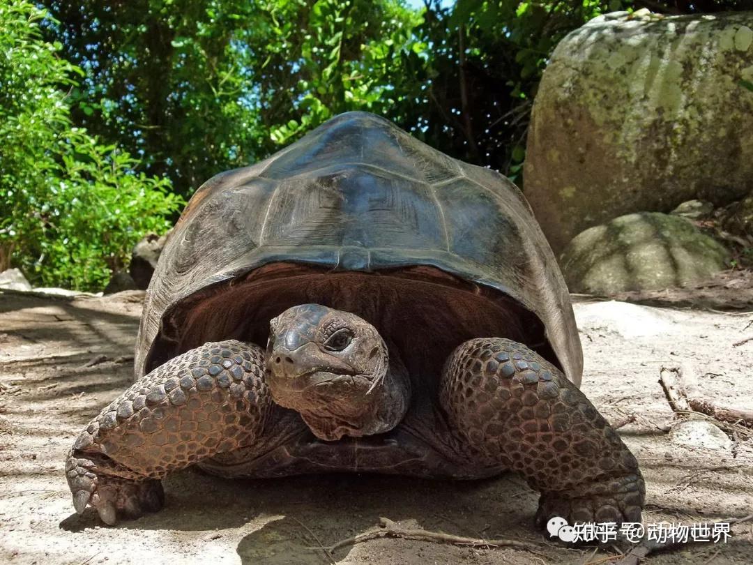 最长寿的陆生动物-阿尔达布拉象龟 - 知乎