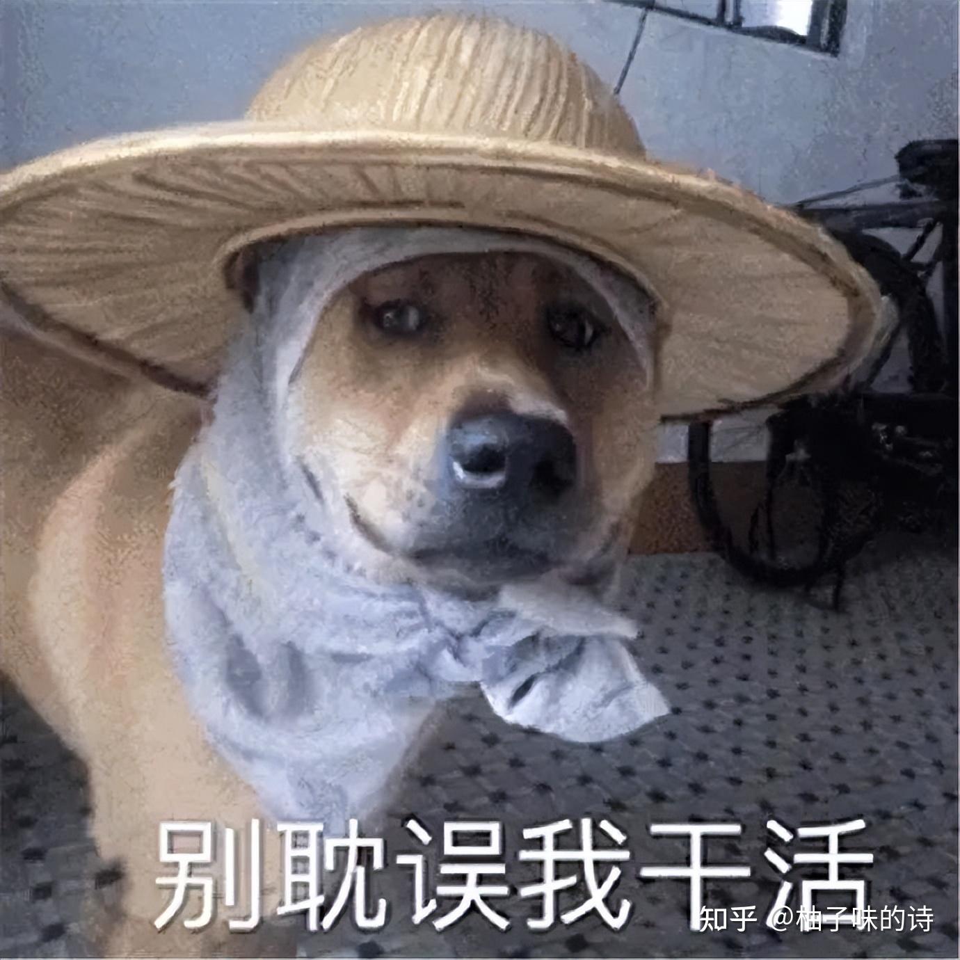 笑话:自从发明了“傻B”后,“傻子”已经被划入情话行列了 - 知乎