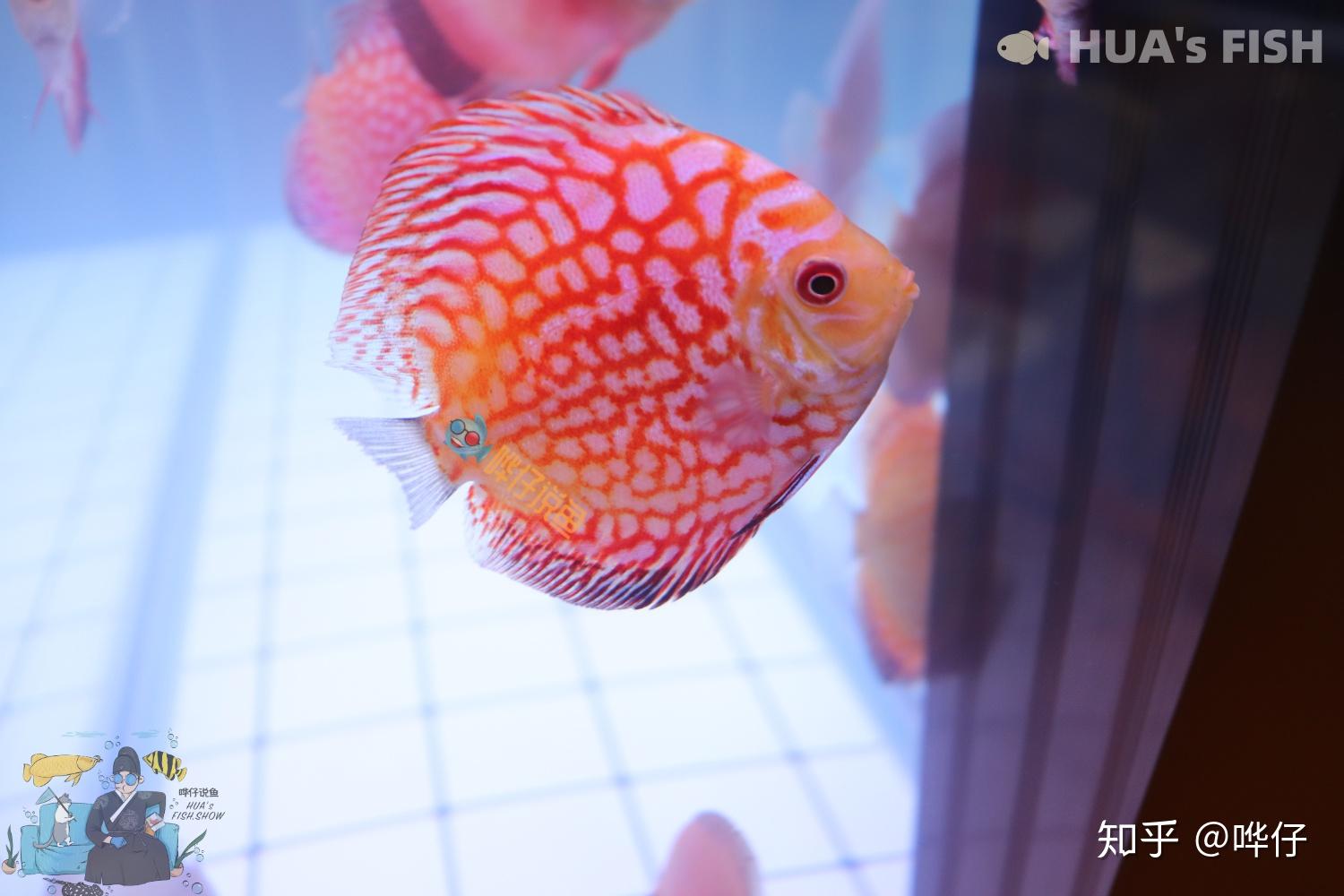 应激反应中期:不仅收鳍卧缸,还伴有蒙眼症状,可能是单只鱼眼出现蒙眼