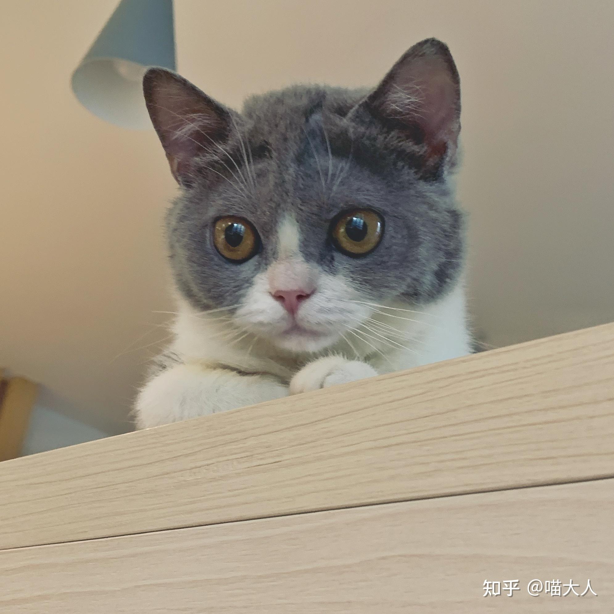 治猫鼻支+猫癣+猫瘟+猫传腹的经验分享 - 知乎