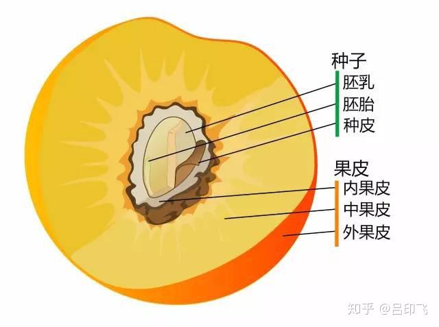 营养入门:食物分类——蔬菜和水果 - 知乎