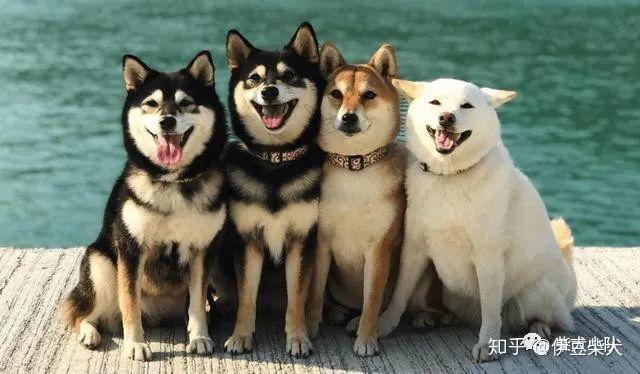 柴犬分为几种不同种类的柴犬价格也不一样吗