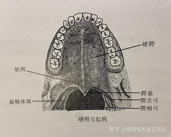唇腭部的生理解剖特点之腭的解剖（二） - 知乎