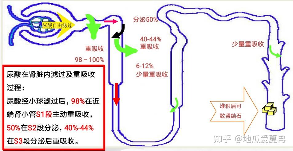 痛风基础知识(尿酸代谢篇) - 知乎
