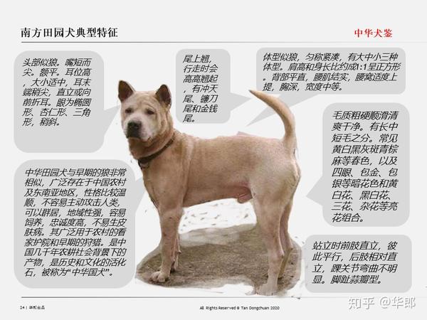 中华犬鉴 中国原生犬 土狗 分类 知乎