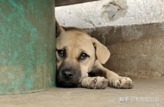 狗狗经常出现这些动作可能是生病了