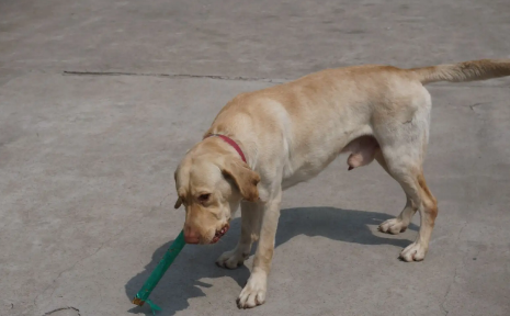 公狗多大可以繁育呢？ - 知乎