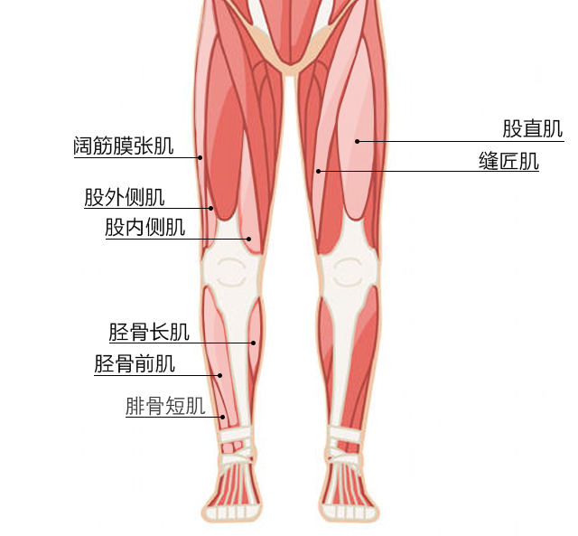 膝盖肌肉分布图图片
