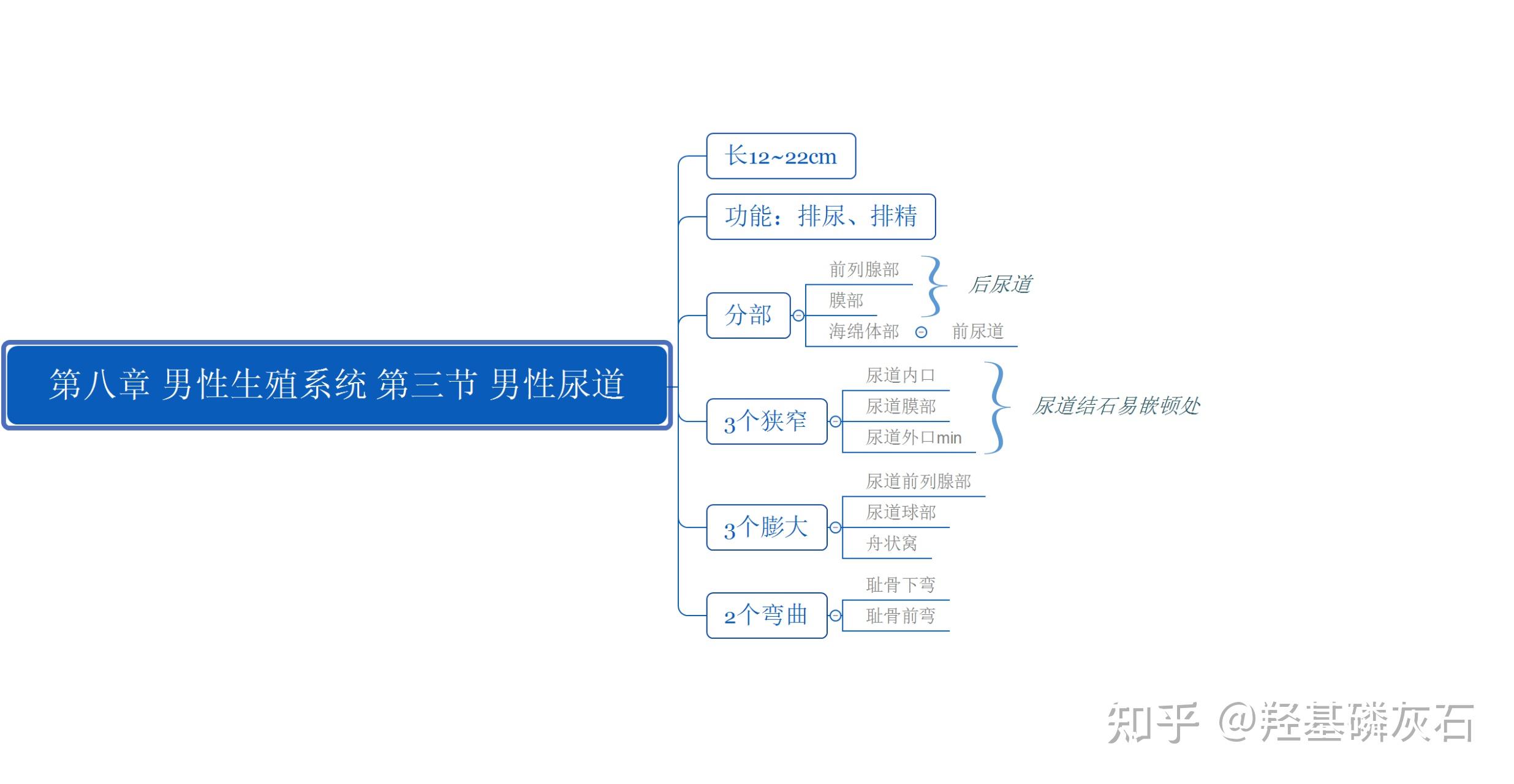 男性生殖学知识(男性生殖学知识有哪些)-第2张图片-鲸幼网