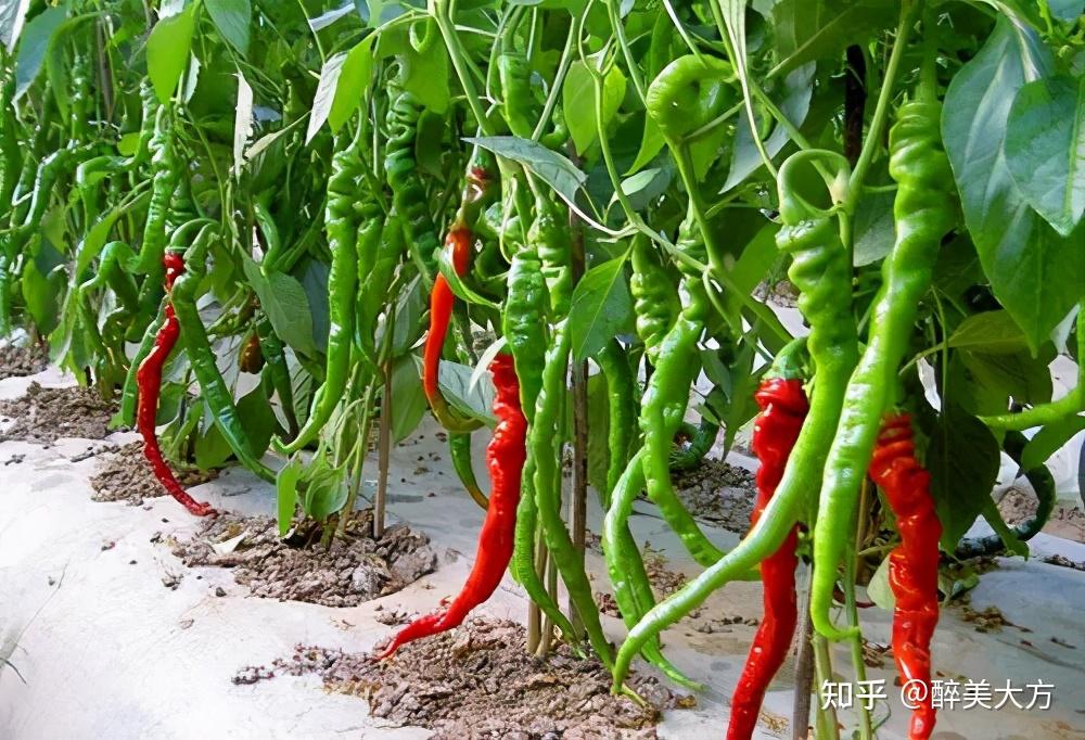 大方皱椒丨被四季珍藏的舌尖珍品