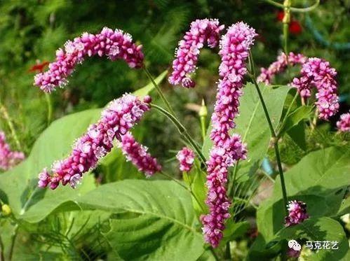 《郑风·山有扶苏》游龙花语:清白,坚贞,纯洁,信仰,忠贞和爱情.